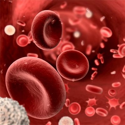 تصویری از گلبول های قرمز خون در رگ