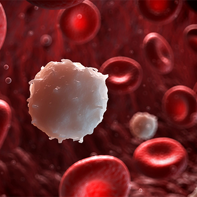 تصویری سه بعدی از گلبول های قرمز و سفید خون در رگ