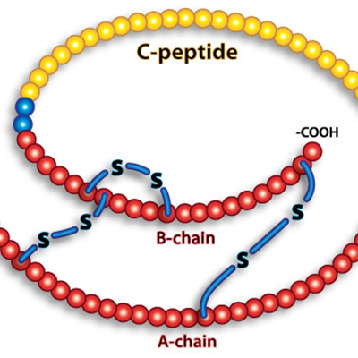 تصویری گرافیکی که روی آن نوشته شده c-peptide